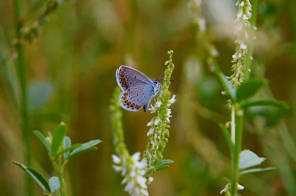 Foto Vacker Fjäril Blommor Insekter Naturen — Stockfoto