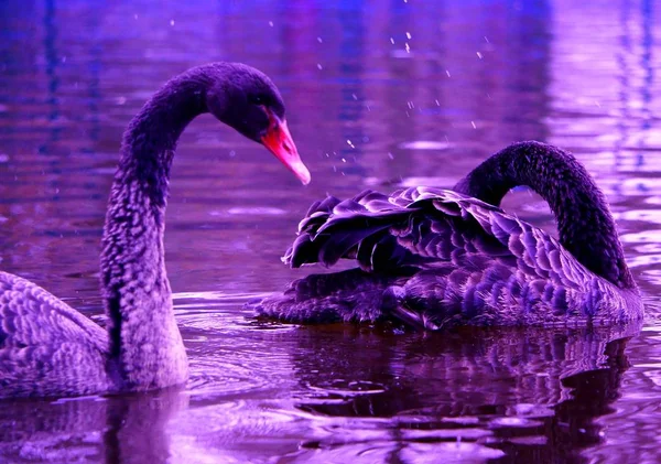 Two Swans Recreation Park Wild Animals Nature — Stock Photo, Image