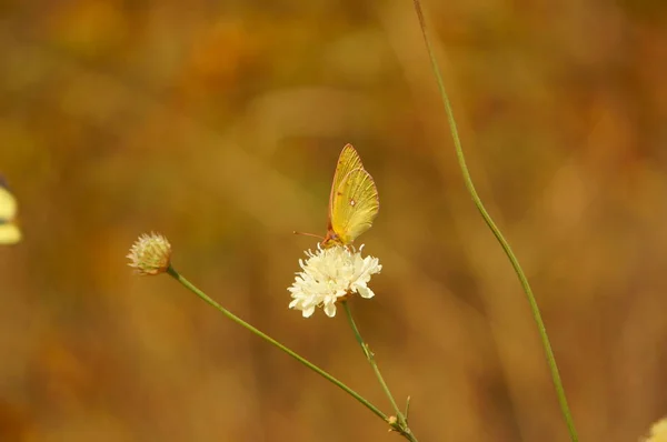 自然の中で蝶の美しい写真 自然のマクロ写真 美しい自然背景 — ストック写真