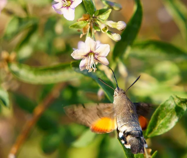 Doğadaki Kelebeklerin Güzel Resimleri Doğanın Makrofotoğrafçılığı Güzel Doğal Arkaplan — Stok fotoğraf