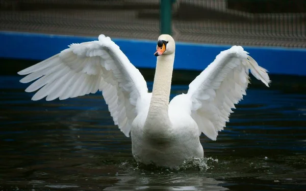 Beautiful White Swan Recreation Park — Stock Photo, Image