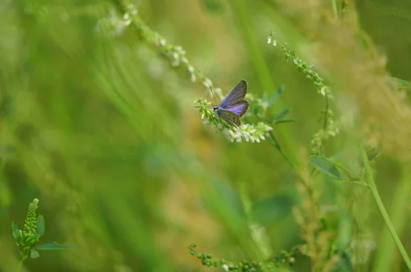 自然の中で蝶の美しい写真 自然のマクロ写真 美しい自然背景 — ストック写真