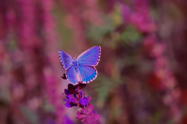 Όμορφη Πεταλούδα Ένα Πεδίο Χρωμάτων Αγριολούλουδα Και Έντομα Κοντά — Φωτογραφία Αρχείου