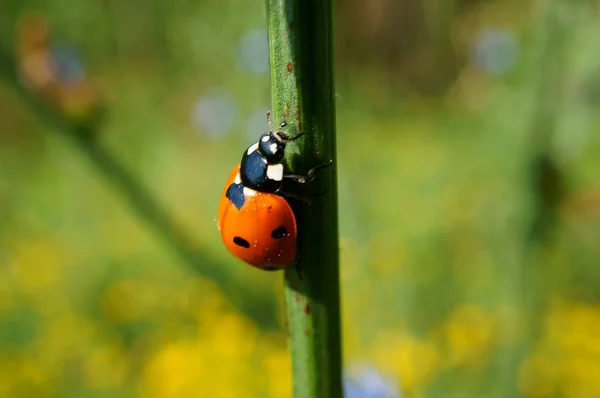 Ladybug Een Veld Van Kleuren Wilde Bloemen Insecten Close — Stockfoto