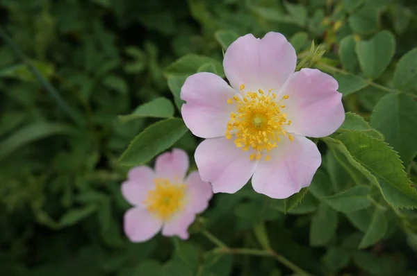 Цветущая Роза Весной Цветы Крупный План — стоковое фото