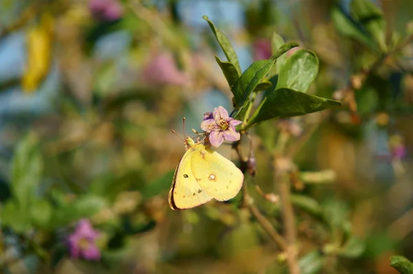 野生の花で蝶 野生の花や昆虫のクローズアップ — ストック写真