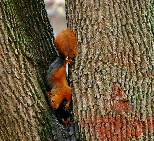 Écureuil Sur Une Branche Arbre Animaux Sauvages Dans Nature — Photo