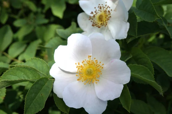 Foto Uma Rosa Mosqueta Florescente Primavera — Fotografia de Stock