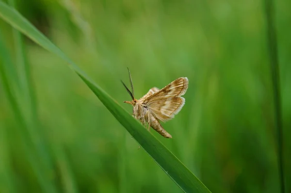 Borboleta Flores Silvestres Flores Silvestres Insetos Close — Fotografia de Stock