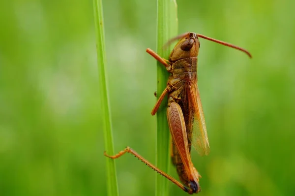 Yeşil Çimenlikteki Çekirge Doğadaki Böcekler — Stok fotoğraf