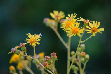 Yeşil arka planda sarı papatya. Çiçek manzarası.