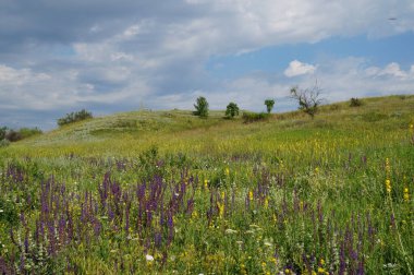 Buğday alan ve mavi gökyüzü manzara