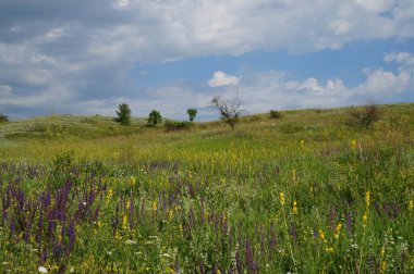 Doğa manzarası. Tarlalar ve çayırlar. Tarladaki kır çiçekleri.