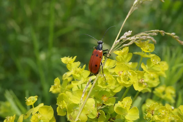 Een Kleine Rode Kever Wilde Bloemen Insecten Natuur — Stockfoto