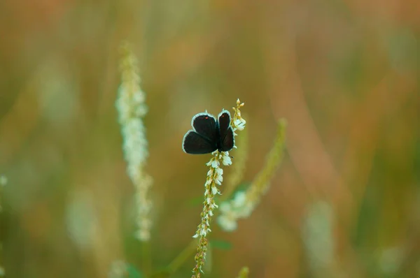 Foto Vacker Fjäril Blommor Insekter Naturen — Stockfoto