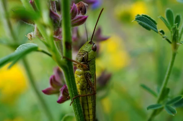 Green Grasshopper Green Grass Insects Nature — Stok fotoğraf