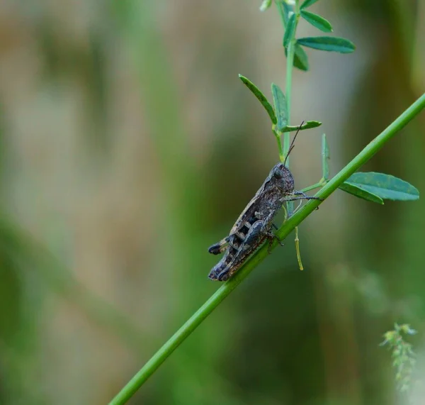 Green grasshopper in green grass. Insects in nature.