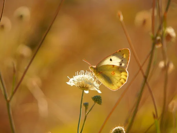 野生の花で黄色の蝶 自然界の昆虫 — ストック写真