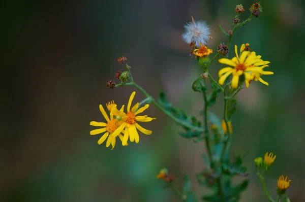 Mooie Wilde Bloemen Natuur Bloemenlandschap — Stockfoto