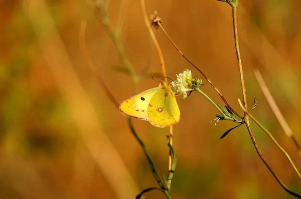 Φωτογραφία Μιας Όμορφης Πεταλούδας Λουλούδια Έντομα Στη Φύση — Φωτογραφία Αρχείου