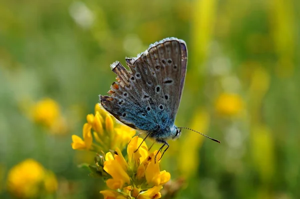 Foto Von Einem Schönen Schmetterling Blumen Insekten Der Natur — Stockfoto