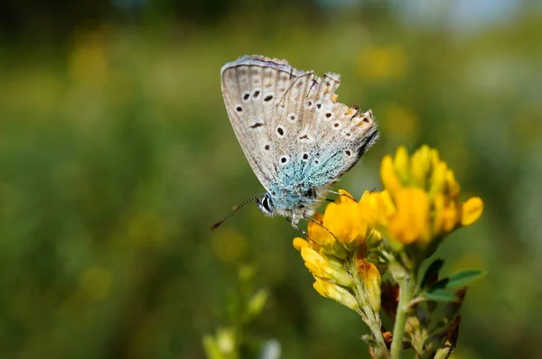 Foto Vacker Fjäril Blommor Insekter Naturen — Stockfoto