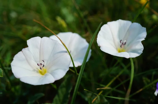 Красивые Дикие Цветы Природе Цветочный Пейзаж — стоковое фото