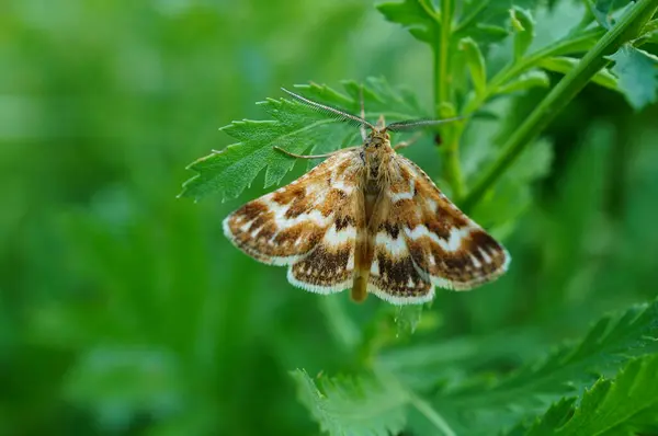 Çiçekli Güzel Bir Kelebeğin Fotoğrafı Doğadaki Böcekler — Stok fotoğraf
