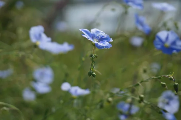 Bloemen Blauwe Hemelachtergrond — Stockfoto