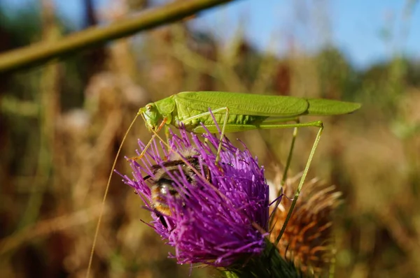 Çiçekte Yeşil Çekirge Güzel Doğa Fotoğrafları — Stok fotoğraf