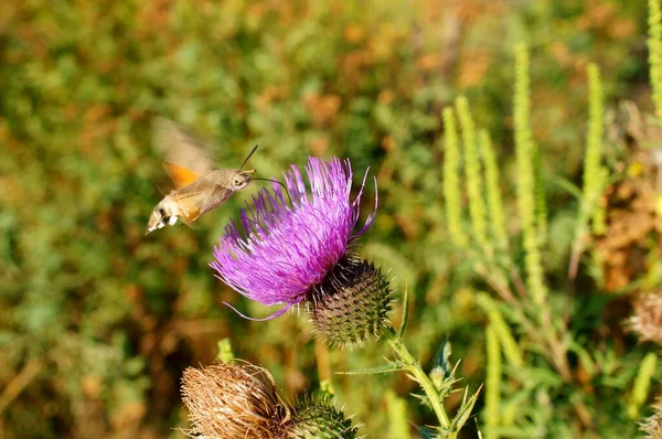 Foto Una Hermosa Mariposa Flores Insectos Naturaleza —  Fotos de Stock
