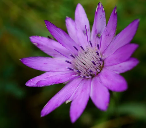 Schöne Wildblumen Der Natur Blumenlandschaft — Stockfoto