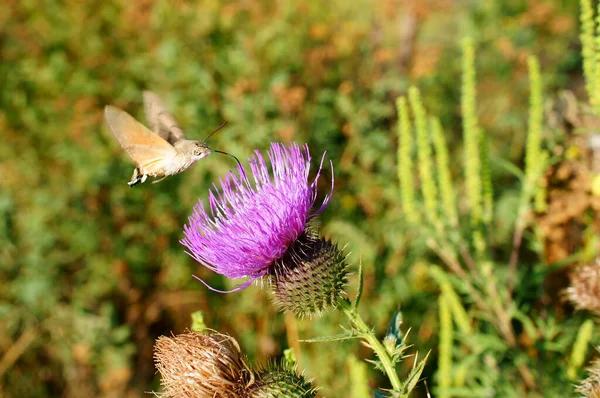 Foto Una Hermosa Mariposa Flores Insectos Naturaleza —  Fotos de Stock