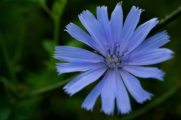 Lindas Flores Selvagens Natureza Paisagem Floral — Fotografia de Stock