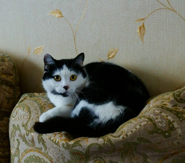 Domowy Kot Czystej Krwi Pokoju Sofie Zwierzęta Domowe Ulubione — Zdjęcie stockowe