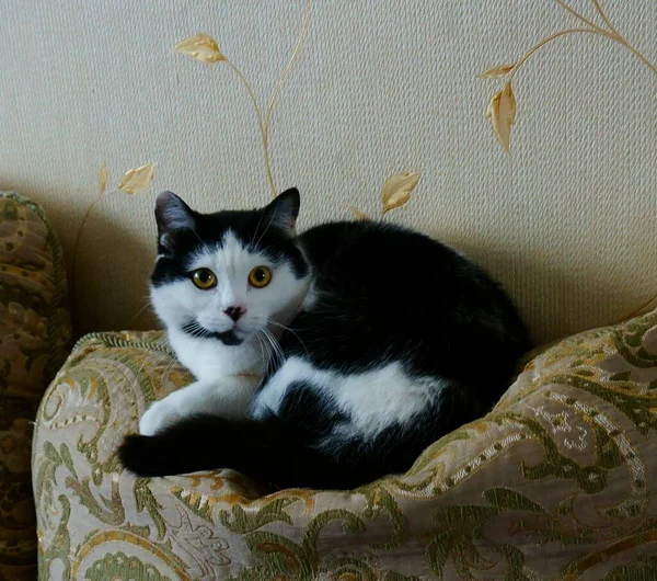 Thuis Rasechte Kat Kamer Bank Huisdieren Favorieten — Stockfoto