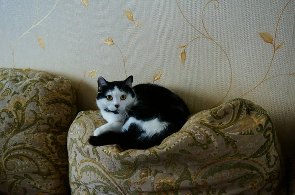 Gato Raça Pura Casa Quarto Sofá Animais Estimação Favoritos — Fotografia de Stock