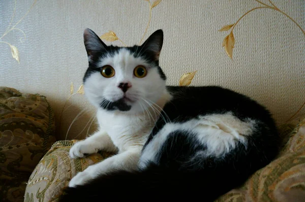 Die Reinrassige Katze Zimmer Auf Dem Sofa Haustiere Favoriten — Stockfoto