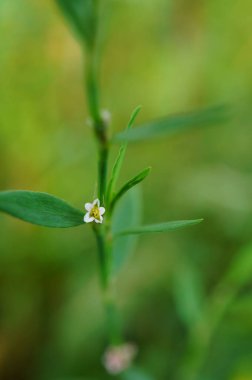 Doğada yabani çiçekler. Çayırlar ve tarlalar.