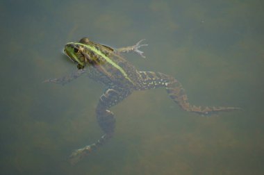 Bir kurbağa gölette yüzer. Doğadaki hayvanlar..
