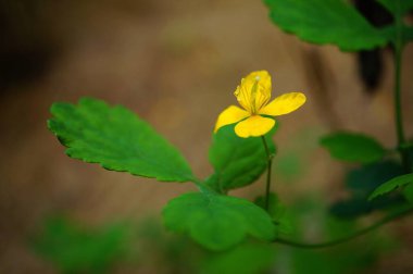 Yeşil çimlerin üzerinde sarı çiçek