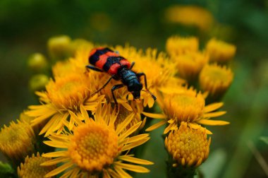 Yabani çiçeklerdeki kırmızı böcek. Doğadaki böcekler.