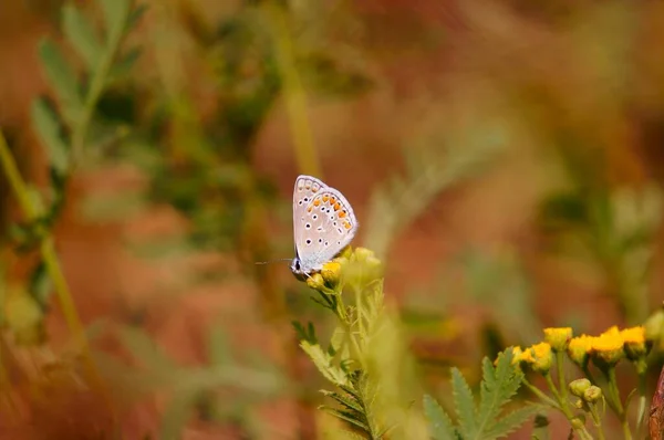 Πεταλούδα Άγρια Λουλούδια Φυσικό Περιβάλλον — Φωτογραφία Αρχείου