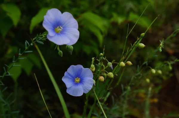 Flores Azules Sobre Fondo Verde — Foto de Stock