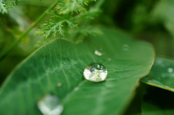 Падіння Води Зеленому Листі — стокове фото