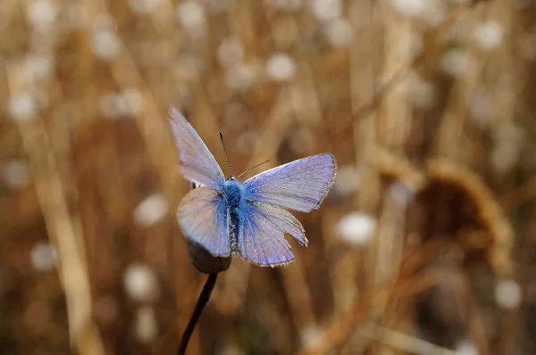 Schmetterling Wilden Blumen Natürlicher Hintergrund — Stockfoto