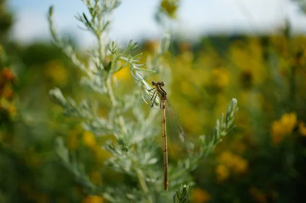 Yeşil Çimenlikteki Yusufçuk Doğadaki Böcekler — Stok fotoğraf