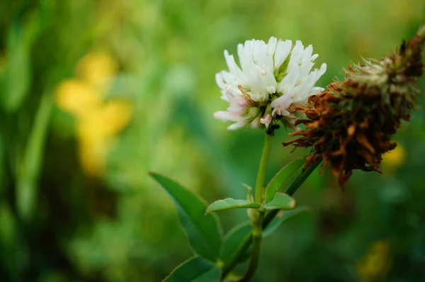 Flor Blanca Hierba Verde —  Fotos de Stock