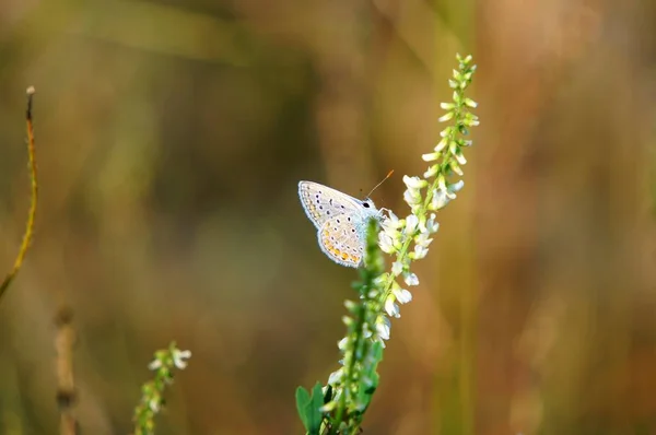 野生の花で蝶 自然背景 — ストック写真