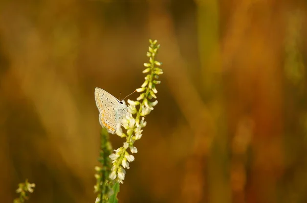 野生の花で蝶 自然背景 — ストック写真